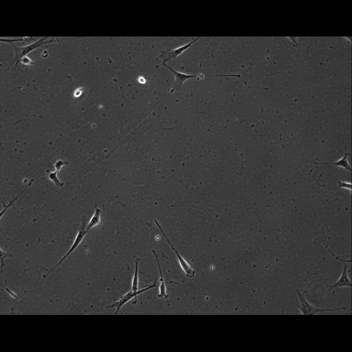  NCBI Organism:Mus musculus; Cell Types:permanent cell line cell Cell Components:cell, nucleus, extracellular matrix part; Biological process:localization, cellular localization, cell adhesion;