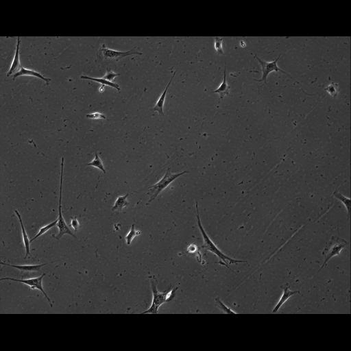  NCBI Organism:Mus musculus; Cell Types:permanent cell line cell Cell Components:cell, nucleus, extracellular matrix part; Biological process:localization, cellular localization, cell adhesion;