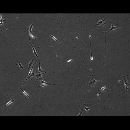  NCBI Organism:Mus musculus; Cell Types:permanent cell line cell Cell Components:cell, nucleus, extracellular matrix part; Biological process:localization, cellular localization, cell adhesion;