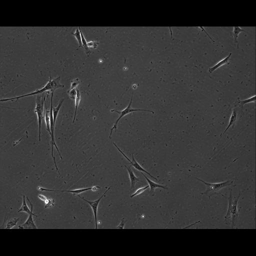  NCBI Organism:Mus musculus; Cell Types:permanent cell line cell Cell Components:cell, nucleus, extracellular matrix part; Biological process:localization, cellular localization, cell adhesion;