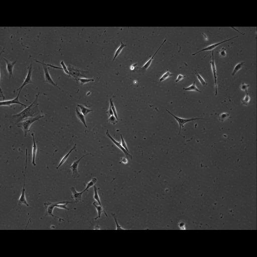  NCBI Organism:Mus musculus; Cell Types:permanent cell line cell Cell Components:cell, nucleus, extracellular matrix part; Biological process:localization, cellular localization, cell adhesion;