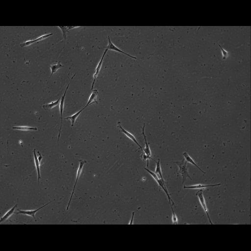  NCBI Organism:Mus musculus; Cell Types:permanent cell line cell Cell Components:cell, nucleus, extracellular matrix part; Biological process:localization, cellular localization, cell adhesion;