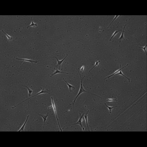  NCBI Organism:Mus musculus; Cell Types:permanent cell line cell Cell Components:cell, nucleus, extracellular matrix part; Biological process:localization, cellular localization, cell adhesion;