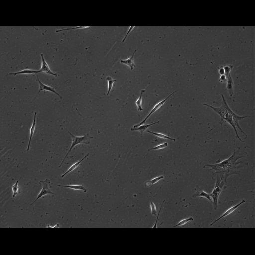  NCBI Organism:Mus musculus; Cell Types:permanent cell line cell Cell Components:cell, nucleus, extracellular matrix part; Biological process:localization, cellular localization, cell adhesion;