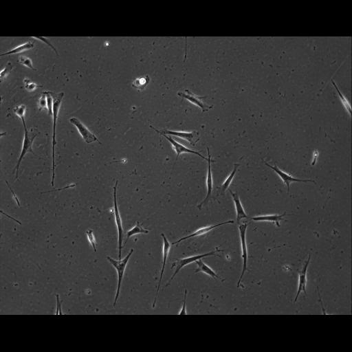  NCBI Organism:Mus musculus; Cell Types:permanent cell line cell Cell Components:cell, nucleus, extracellular matrix part; Biological process:localization, cellular localization, cell adhesion;