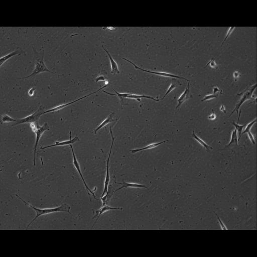  NCBI Organism:Mus musculus; Cell Types:permanent cell line cell Cell Components:cell, nucleus, extracellular matrix part; Biological process:localization, cellular localization, cell adhesion;