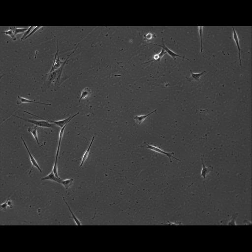  NCBI Organism:Mus musculus; Cell Types:permanent cell line cell Cell Components:cell, nucleus, extracellular matrix part; Biological process:localization, cellular localization, cell adhesion;