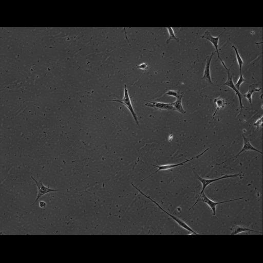  NCBI Organism:Mus musculus; Cell Types:permanent cell line cell Cell Components:cell, nucleus, extracellular matrix part; Biological process:localization, cellular localization, cell adhesion;