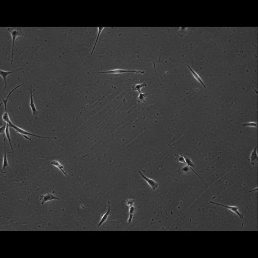  NCBI Organism:Mus musculus; Cell Types:permanent cell line cell Cell Components:cell, nucleus, extracellular matrix part; Biological process:localization, cellular localization, cell adhesion;