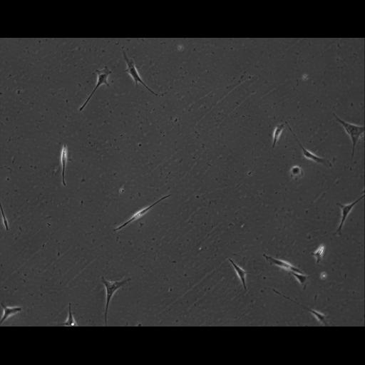  NCBI Organism:Mus musculus; Cell Types:permanent cell line cell Cell Components:cell, nucleus, extracellular matrix part; Biological process:localization, cellular localization, cell adhesion;