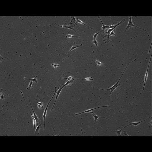  NCBI Organism:Mus musculus; Cell Types:permanent cell line cell Cell Components:cell, nucleus, extracellular matrix part; Biological process:localization, cellular localization, cell adhesion;