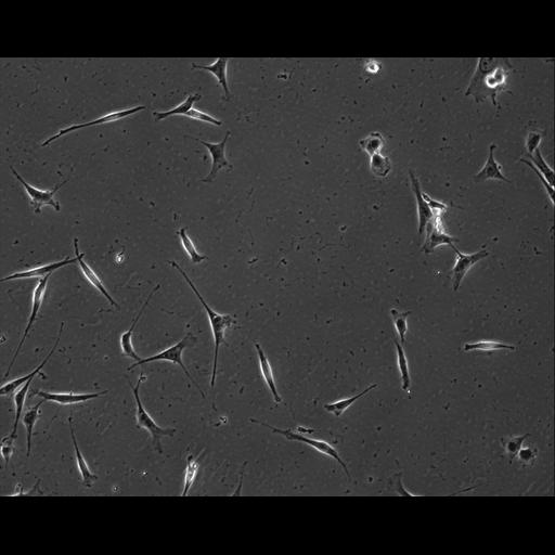  NCBI Organism:Mus musculus; Cell Types:permanent cell line cell Cell Components:cell, nucleus, extracellular matrix part; Biological process:localization, cellular localization, cell adhesion;