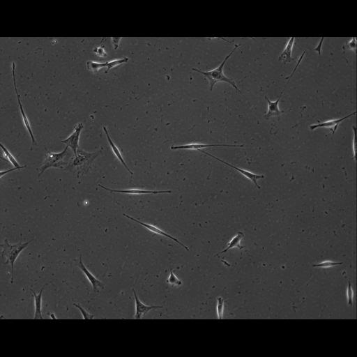  NCBI Organism:Mus musculus; Cell Types:permanent cell line cell Cell Components:cell, nucleus, extracellular matrix part; Biological process:localization, cellular localization, cell adhesion;