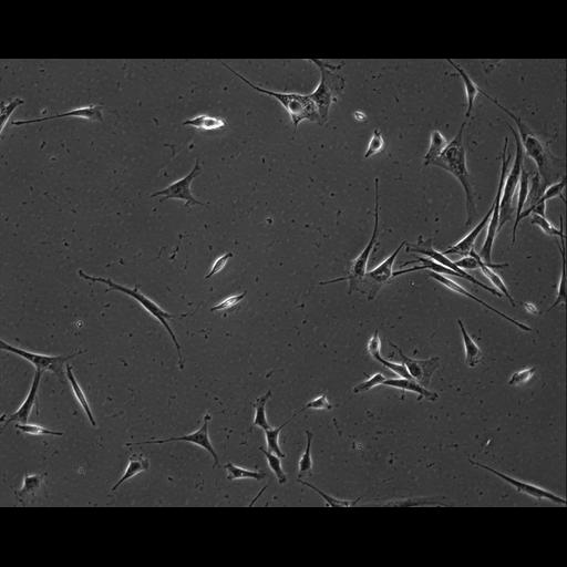  NCBI Organism:Mus musculus; Cell Types:permanent cell line cell Cell Components:cell, nucleus, extracellular matrix part; Biological process:localization, cellular localization, cell adhesion;