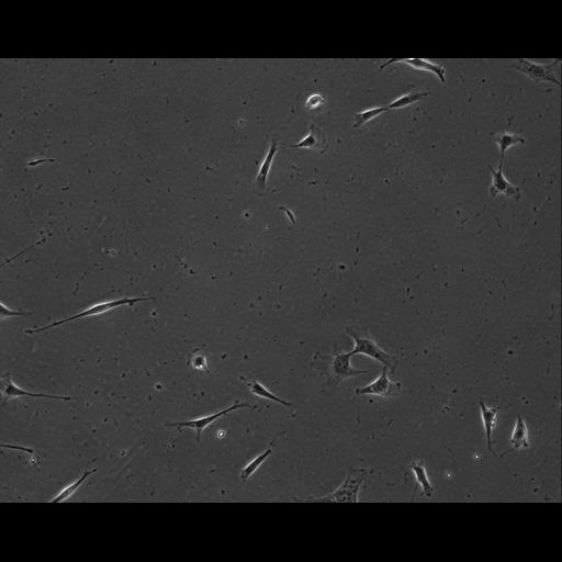  NCBI Organism:Mus musculus; Cell Types:permanent cell line cell Cell Components:cell, nucleus, extracellular matrix part; Biological process:localization, cellular localization, cell adhesion;