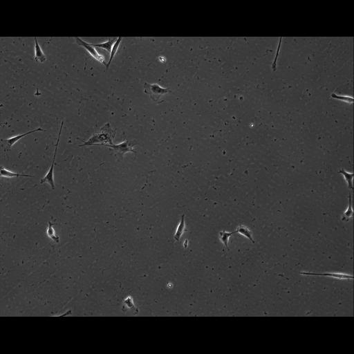  NCBI Organism:Mus musculus; Cell Types:permanent cell line cell Cell Components:cell, nucleus, extracellular matrix part; Biological process:localization, cellular localization, cell adhesion;