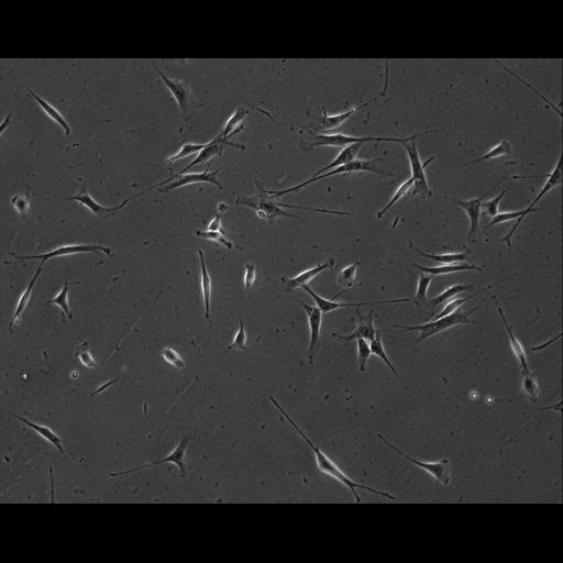  NCBI Organism:Mus musculus; Cell Types:permanent cell line cell Cell Components:cell, nucleus, extracellular matrix part; Biological process:localization, cellular localization, cell adhesion;