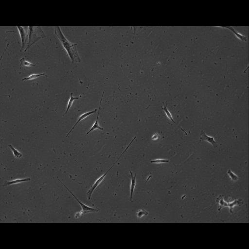  NCBI Organism:Mus musculus; Cell Types:permanent cell line cell Cell Components:cell, nucleus, extracellular matrix part; Biological process:localization, cellular localization, cell adhesion;