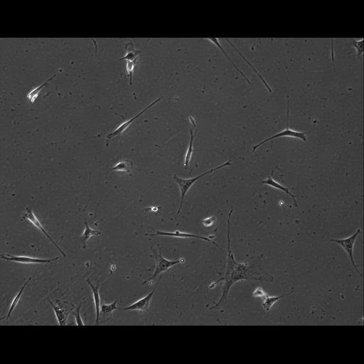  NCBI Organism:Mus musculus; Cell Types:permanent cell line cell Cell Components:cell, nucleus, extracellular matrix part; Biological process:localization, cellular localization, cell adhesion;