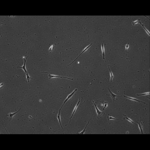  NCBI Organism:Mus musculus; Cell Types:permanent cell line cell Cell Components:cell, nucleus, extracellular matrix part; Biological process:localization, cellular localization, cell adhesion;