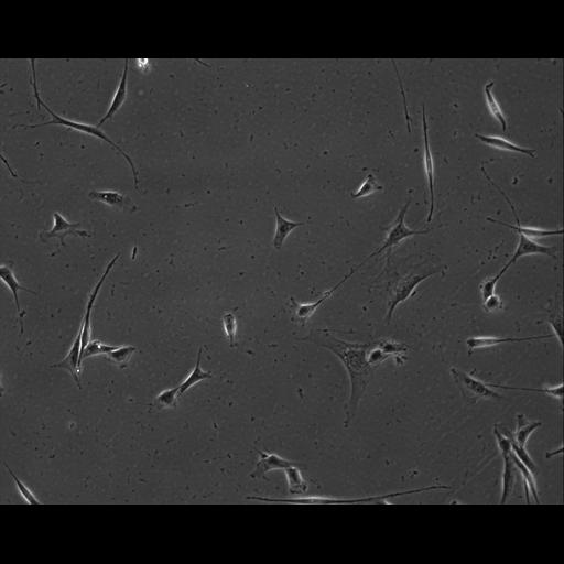  NCBI Organism:Mus musculus; Cell Types:permanent cell line cell Cell Components:cell, nucleus, extracellular matrix part; Biological process:localization, cellular localization, cell adhesion;