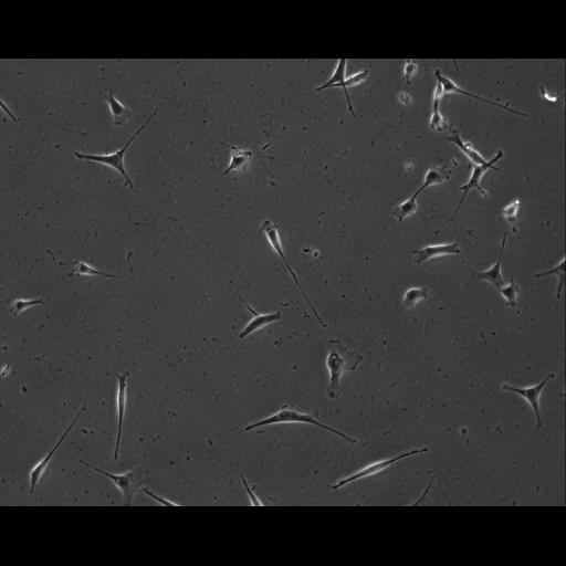  NCBI Organism:Mus musculus; Cell Types:permanent cell line cell Cell Components:cell, nucleus, extracellular matrix part; Biological process:localization, cellular localization, cell adhesion;