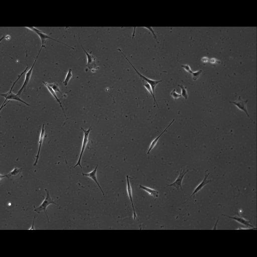  NCBI Organism:Mus musculus; Cell Types:permanent cell line cell Cell Components:cell, nucleus, extracellular matrix part; Biological process:localization, cellular localization, cell adhesion;