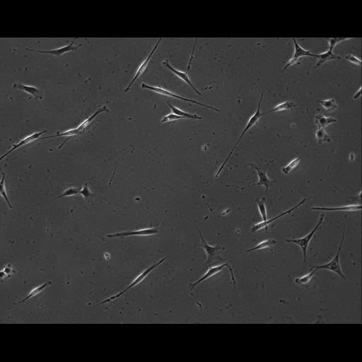  NCBI Organism:Mus musculus; Cell Types:permanent cell line cell Cell Components:cell, nucleus, extracellular matrix part; Biological process:localization, cellular localization, cell adhesion;