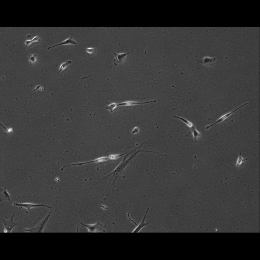  NCBI Organism:Mus musculus; Cell Types:permanent cell line cell Cell Components:cell, nucleus, extracellular matrix part; Biological process:localization, cellular localization, cell adhesion;