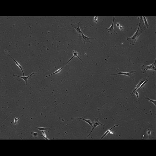  NCBI Organism:Mus musculus; Cell Types:permanent cell line cell Cell Components:cell, nucleus, extracellular matrix part; Biological process:localization, cellular localization, cell adhesion;