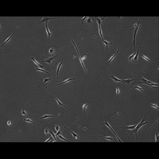  NCBI Organism:Mus musculus; Cell Types:permanent cell line cell Cell Components:cell, nucleus, extracellular matrix part; Biological process:localization, cellular localization, cell adhesion;