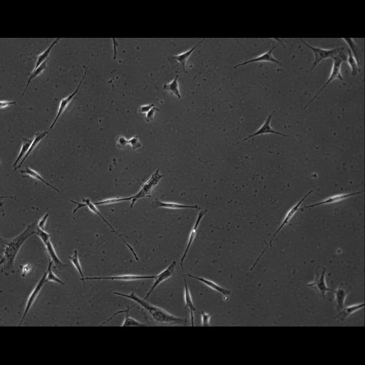  NCBI Organism:Mus musculus; Cell Types:permanent cell line cell Cell Components:cell, nucleus, extracellular matrix part; Biological process:localization, cellular localization, cell adhesion;