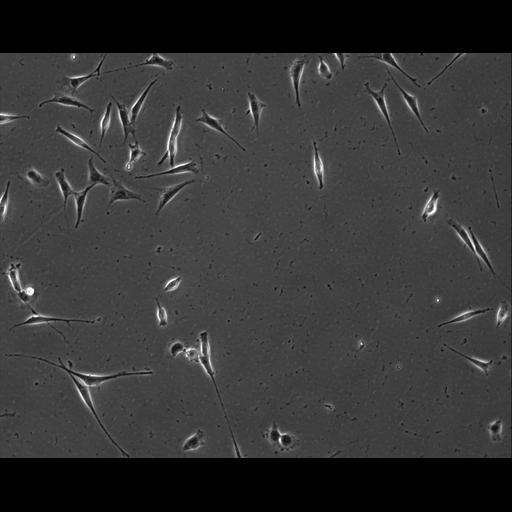  NCBI Organism:Mus musculus; Cell Types:permanent cell line cell Cell Components:cell, nucleus, extracellular matrix part; Biological process:localization, cellular localization, cell adhesion;