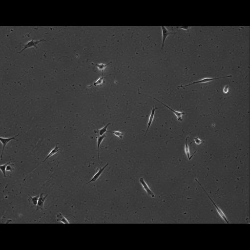  NCBI Organism:Mus musculus; Cell Types:permanent cell line cell Cell Components:cell, nucleus, extracellular matrix part; Biological process:localization, cellular localization, cell adhesion;