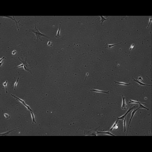  NCBI Organism:Mus musculus; Cell Types:permanent cell line cell Cell Components:cell, nucleus, extracellular matrix part; Biological process:localization, cellular localization, cell adhesion;