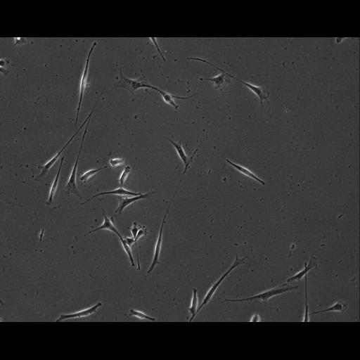  NCBI Organism:Mus musculus; Cell Types:permanent cell line cell Cell Components:cell, nucleus, extracellular matrix part; Biological process:localization, cellular localization, cell adhesion;