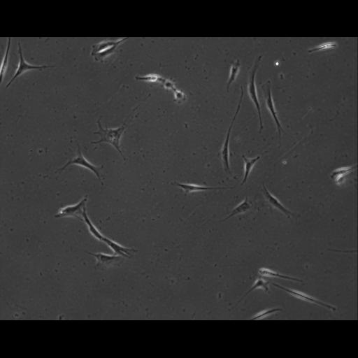  NCBI Organism:Mus musculus; Cell Types:permanent cell line cell Cell Components:cell, nucleus, extracellular matrix part; Biological process:localization, cellular localization, cell adhesion;