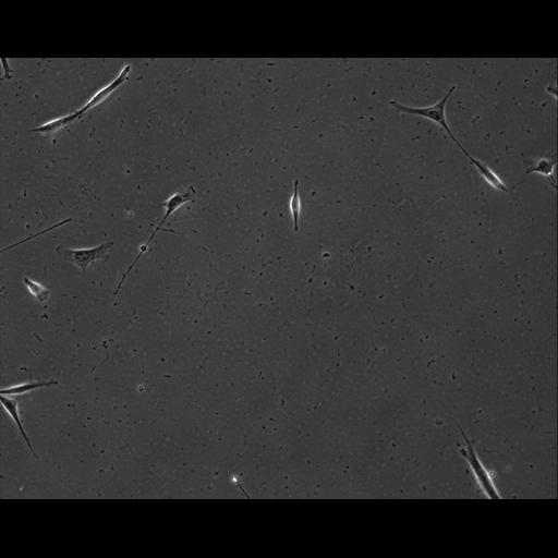  NCBI Organism:Mus musculus; Cell Types:permanent cell line cell Cell Components:cell, nucleus, extracellular matrix part; Biological process:localization, cellular localization, cell adhesion;