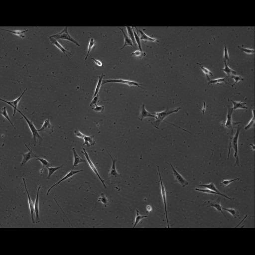  NCBI Organism:Mus musculus; Cell Types:permanent cell line cell Cell Components:cell, nucleus, extracellular matrix part; Biological process:localization, cellular localization, cell adhesion;