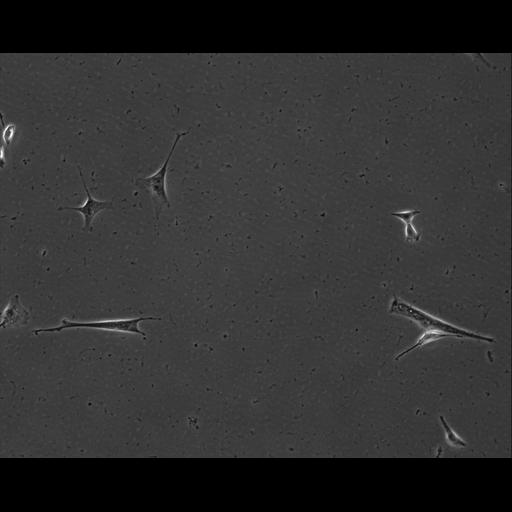  NCBI Organism:Mus musculus; Cell Types:permanent cell line cell Cell Components:cell, nucleus, extracellular matrix part; Biological process:localization, cellular localization, cell adhesion;