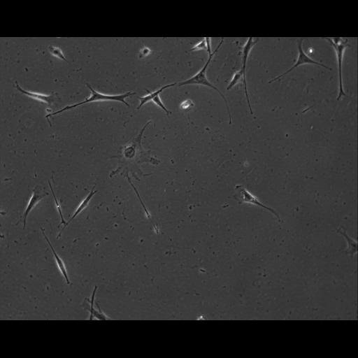  NCBI Organism:Mus musculus; Cell Types:permanent cell line cell Cell Components:cell, nucleus, extracellular matrix part; Biological process:localization, cellular localization, cell adhesion;