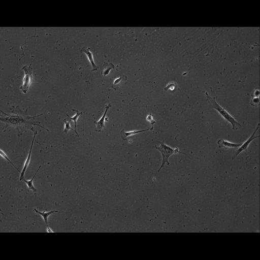  NCBI Organism:Mus musculus; Cell Types:permanent cell line cell Cell Components:cell, nucleus, extracellular matrix part; Biological process:localization, cellular localization, cell adhesion;