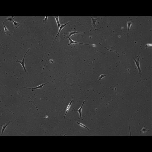  NCBI Organism:Mus musculus; Cell Types:permanent cell line cell Cell Components:cell, nucleus, extracellular matrix part; Biological process:localization, cellular localization, cell adhesion;