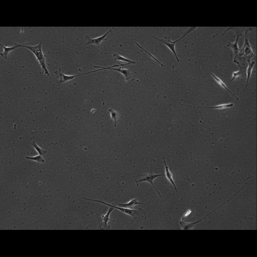  NCBI Organism:Mus musculus; Cell Types:permanent cell line cell Cell Components:cell, nucleus, extracellular matrix part; Biological process:localization, cellular localization, cell adhesion;