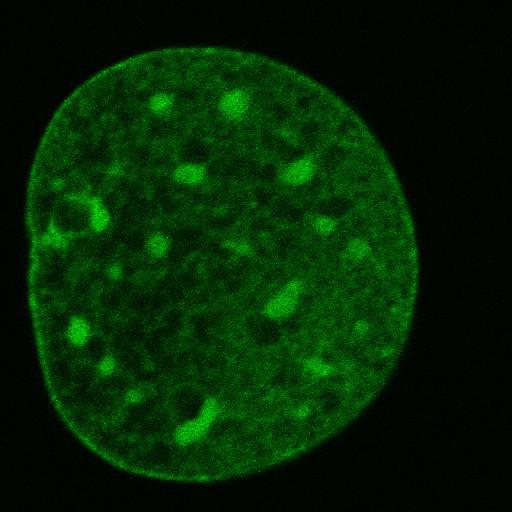  NCBI Organism:Mus musculus; Cell Components:nuclear chromatin