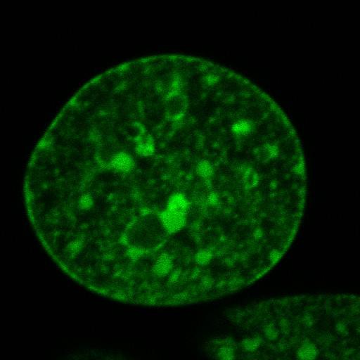  NCBI Organism:Mus musculus; Cell Components:nuclear chromatin