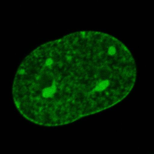  NCBI Organism:Mus musculus; Cell Components:nuclear chromatin