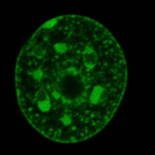  NCBI Organism:Mus musculus; Cell Components:nuclear chromatin