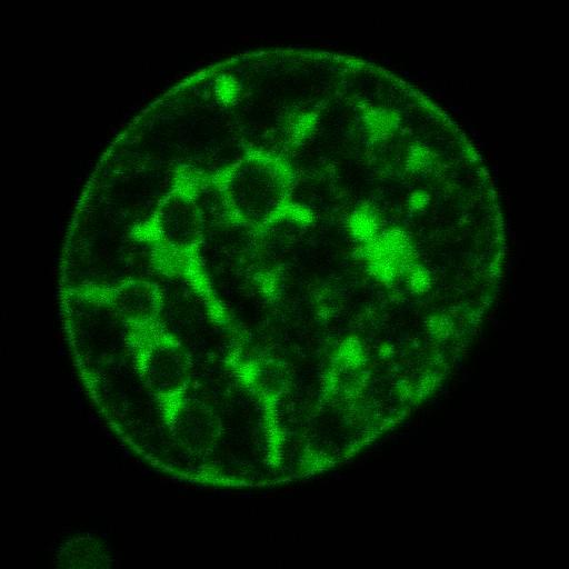  NCBI Organism:Mus musculus; Cell Components:nuclear chromatin