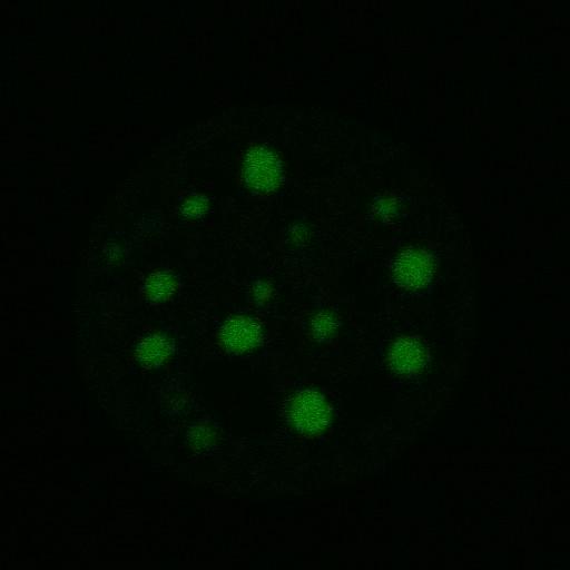  NCBI Organism:Mus musculus; Cell Components:nuclear chromatin